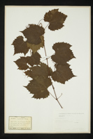 Vitis vulpina