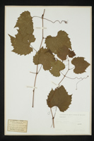 Vitis vulpina