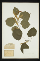 Tilia x vulgaris