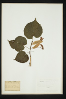 Tilia x vulgaris