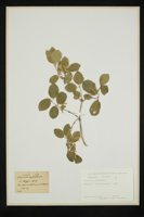 Lonicera xylosteum