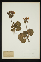 Pelargonium zonale