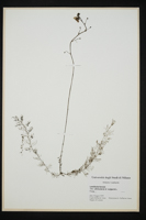 Utricularia vulgaris