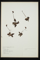 Pinguicula vulgaris