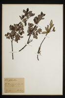 Salix glabra