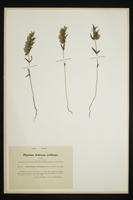Alectorolophus laricetorum