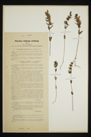 Alectorolophus laricetorum
