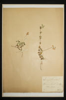 Linnaea borealis