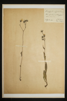Crepis succisifolia