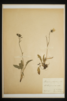 Hieracium rhaeticum