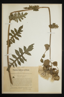 Cirsium eriphorum x lanceolatum