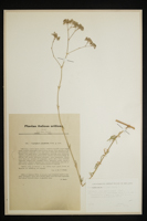 Gypsophila glandulosa
