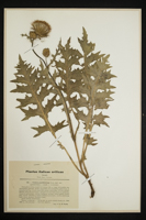 Cirsium acanthifolium