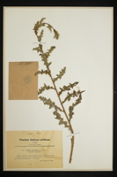 Cirsium argentoides