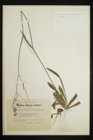 Hieracium florentinum