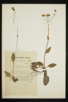 Hieracium exilentum