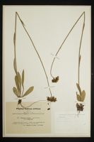 Hieracium cymosum