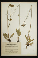 Hieracium cymosum