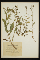 Hieracium scariolaceum
