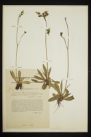 Hieracium anobrachium
