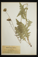 Cirsium erisithales x pannonicum