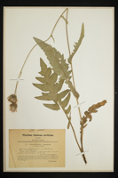 Cirsium erisithales x pannonicum