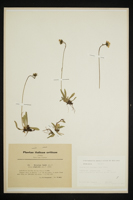 Hieracium smithii