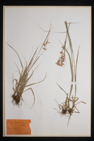 Luzula angustifolia