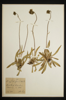 Hieracium corymbuliferum