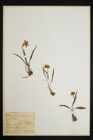 Ranunculus amplexicaulis