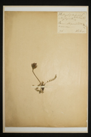 Astragalus uralensis