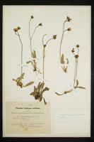 Hieracium furcatum