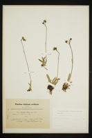 Hieracium glaciale