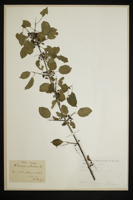 Rhamnus cathartica