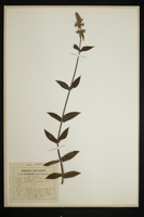 Stachys palustris