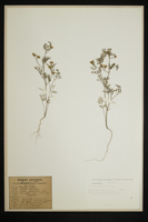 Torilis leptophylla