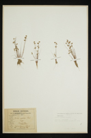 Juncus pygmaeus