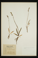 Spiranthes aestivalis