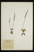 Spiranthes spiralis