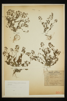Thlaspi perfoliatum