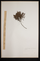 Myrica quercifolia
