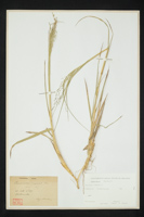 Panicum repens