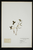 Vicia macrocarpa