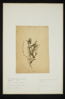 Lathyrus montanus