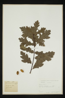 Quercus robur