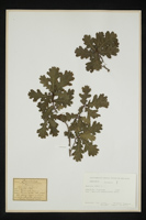 Quercus robur