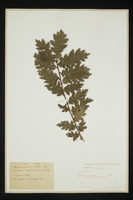 Quercus robur