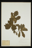 Quercus robur