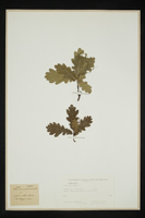 Quercus robur