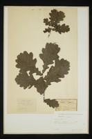 Quercus robur